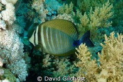 Red Sea Sailfin Tang(Zebrasoma djardinii). by David Gilchrist 
